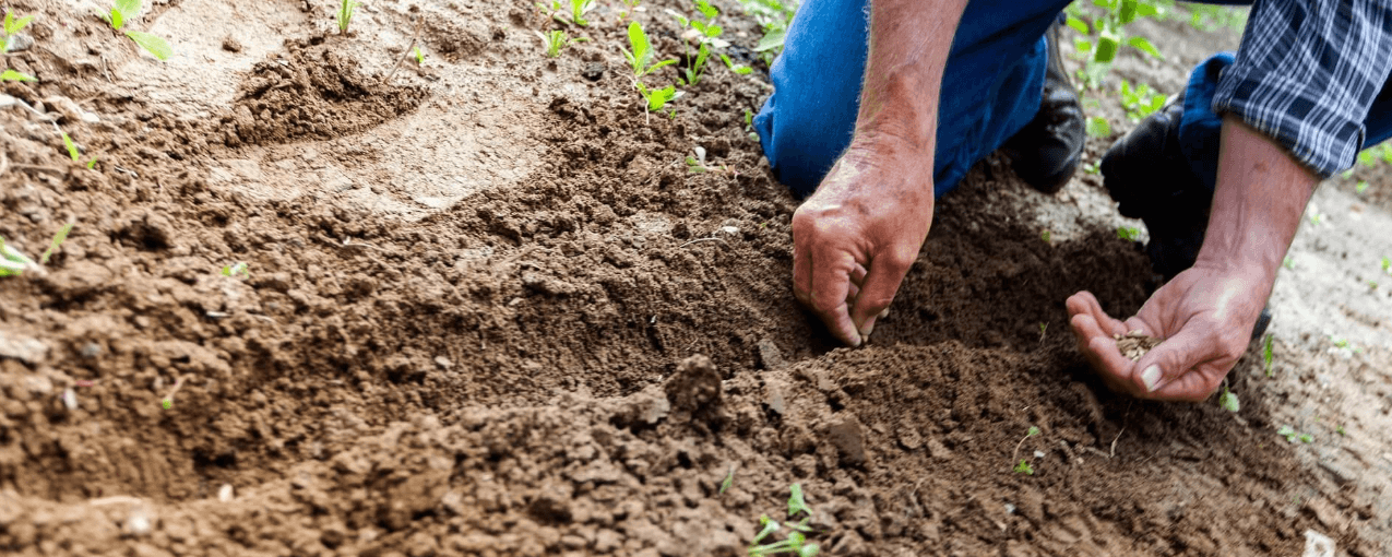 Man with hands in soil