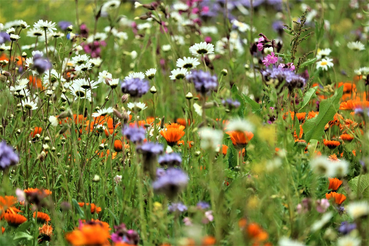 Blomster i mark