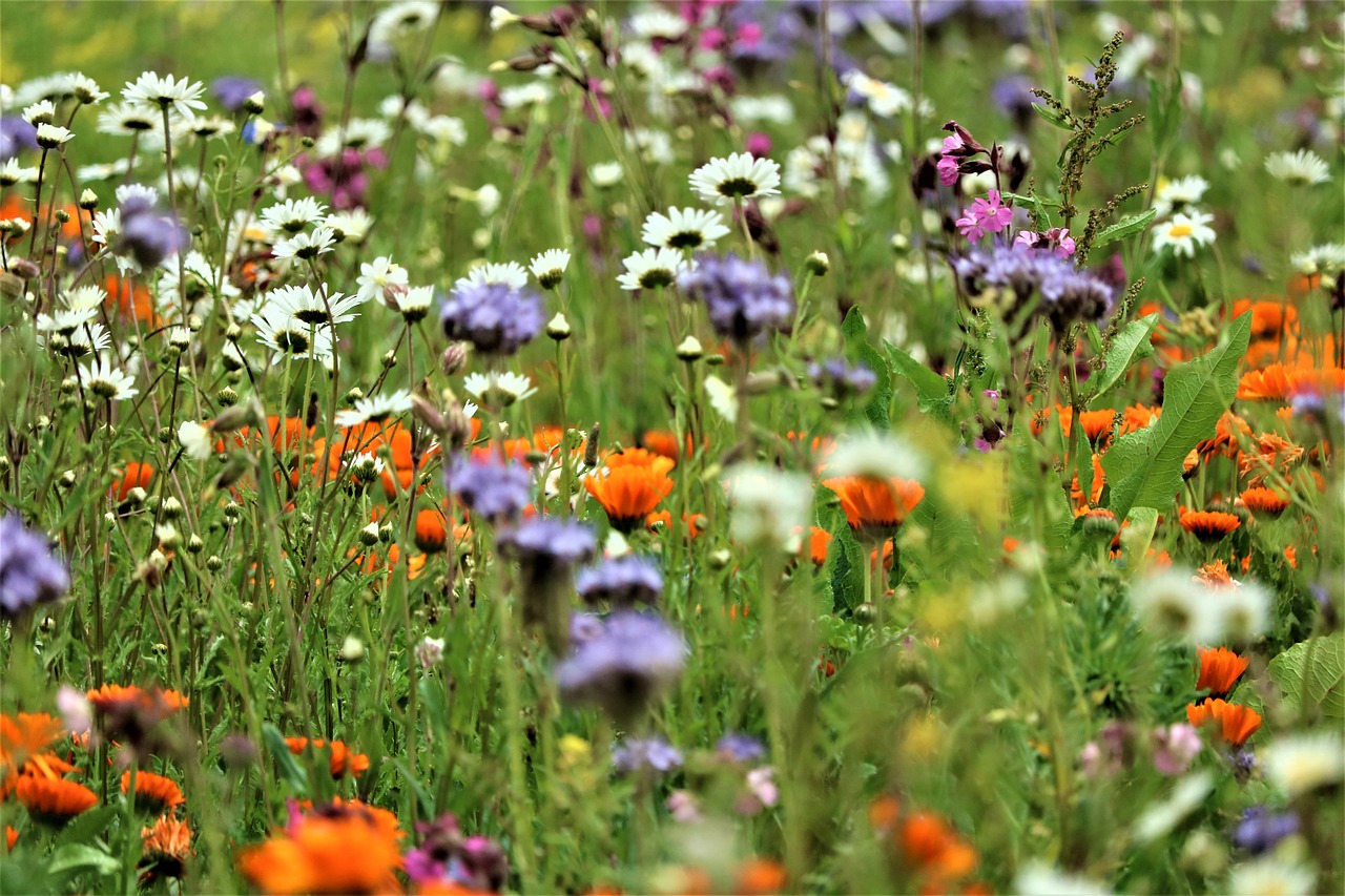 Flowers on a field Flowers on a field