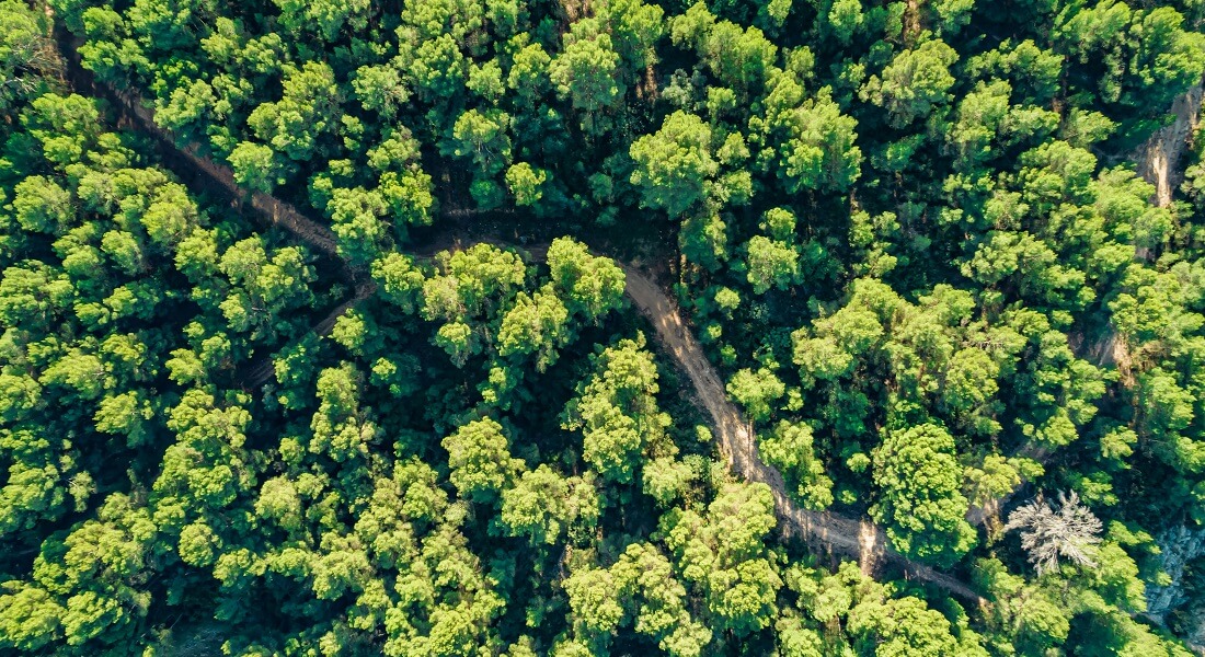 Picture of forest Picture of forest