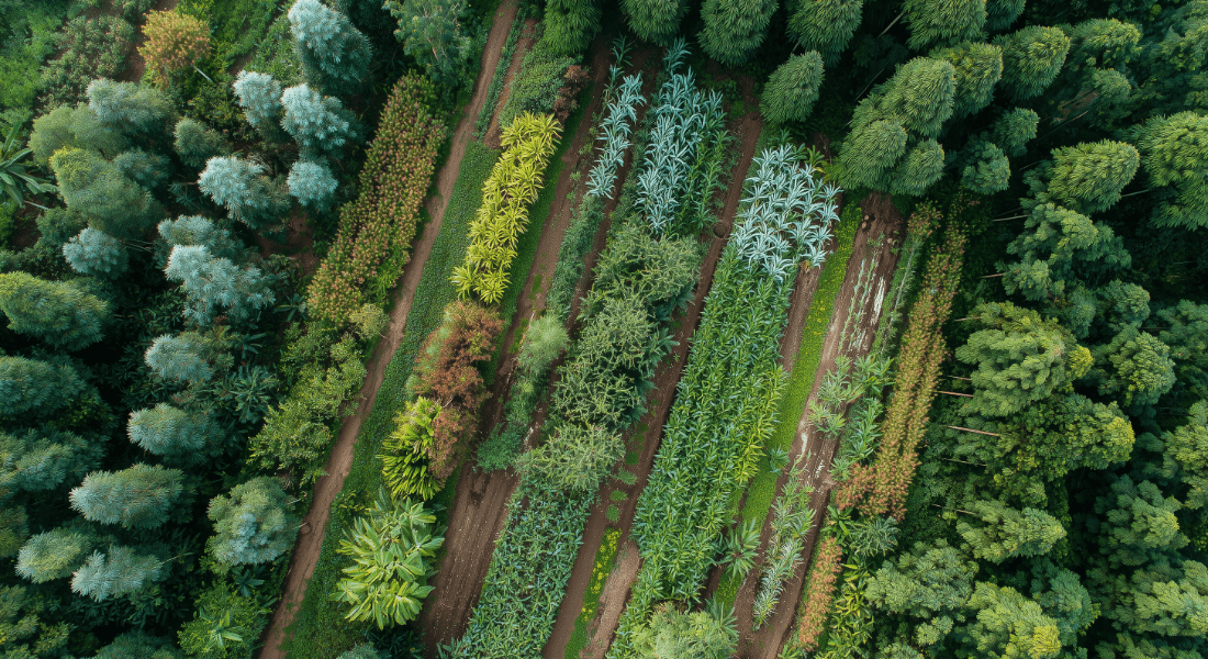Farming field and nature