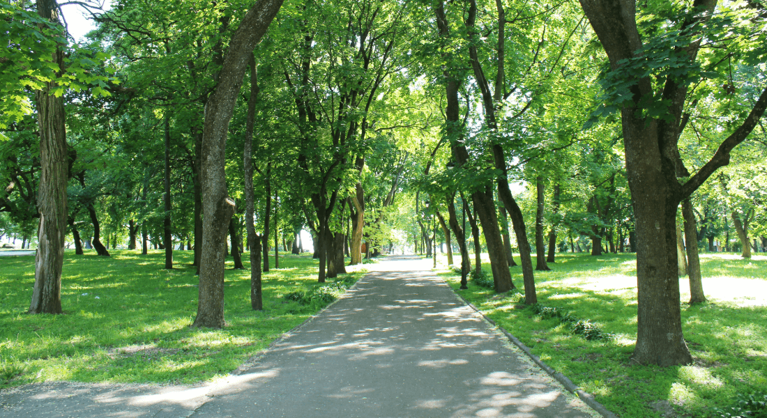 Trees in a park