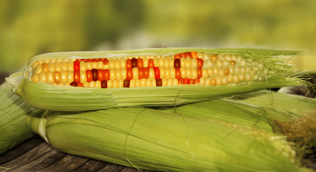 Corn with GMO text on it